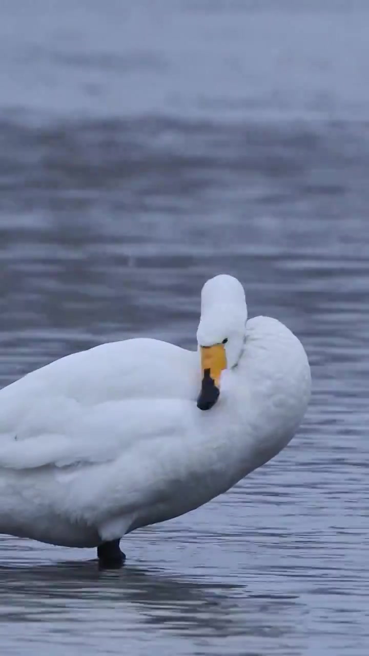 一只天鹅，冬天的天鹅，朝阳天鹅，北票市天鹅视频下载