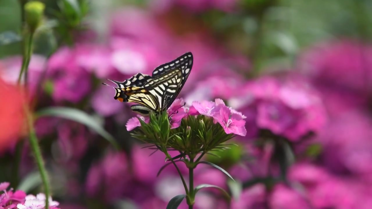 春天蝴蝶在石竹花上授粉视频下载