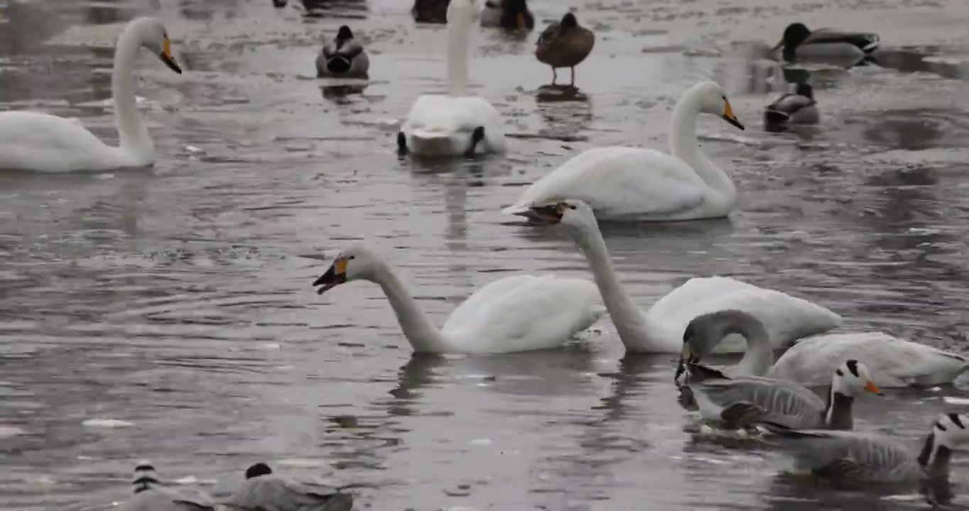 大天鹅--张掖国家湿地公园视频下载