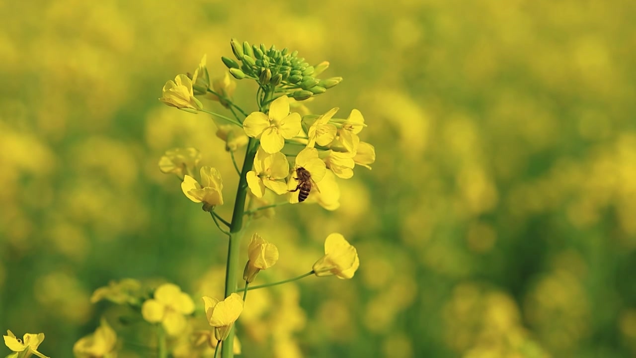 春天的田野，油菜花盛开，蜜蜂在飞舞视频素材