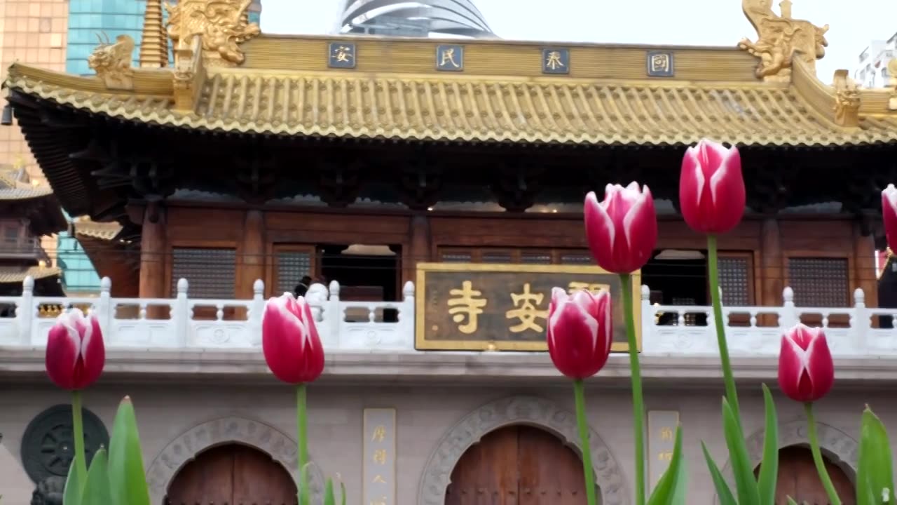 春天盛开郁金香的静安寺商圈视频下载
