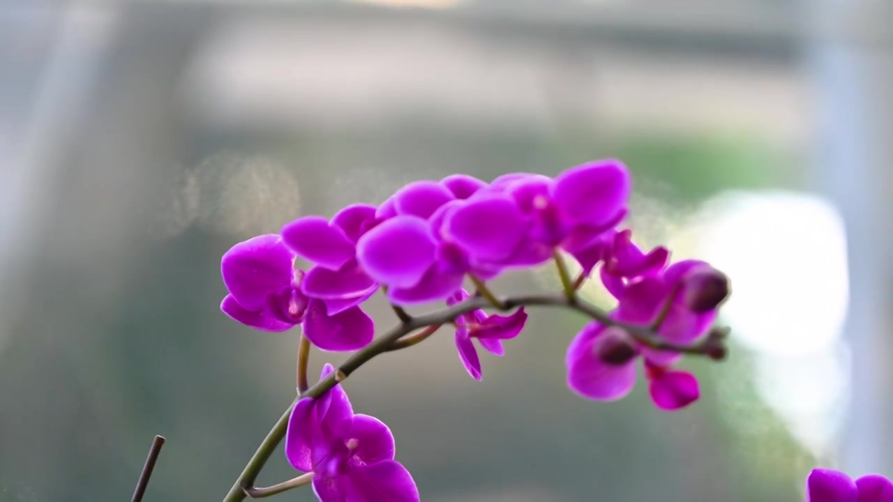 春天盛开紫色兰花特写镜头视频下载