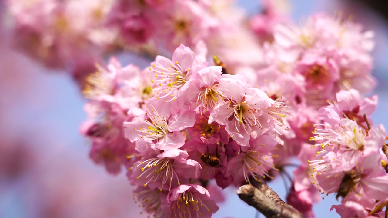 春暖花开繁花似锦，春天盛开的唯美樱花特写视频素材