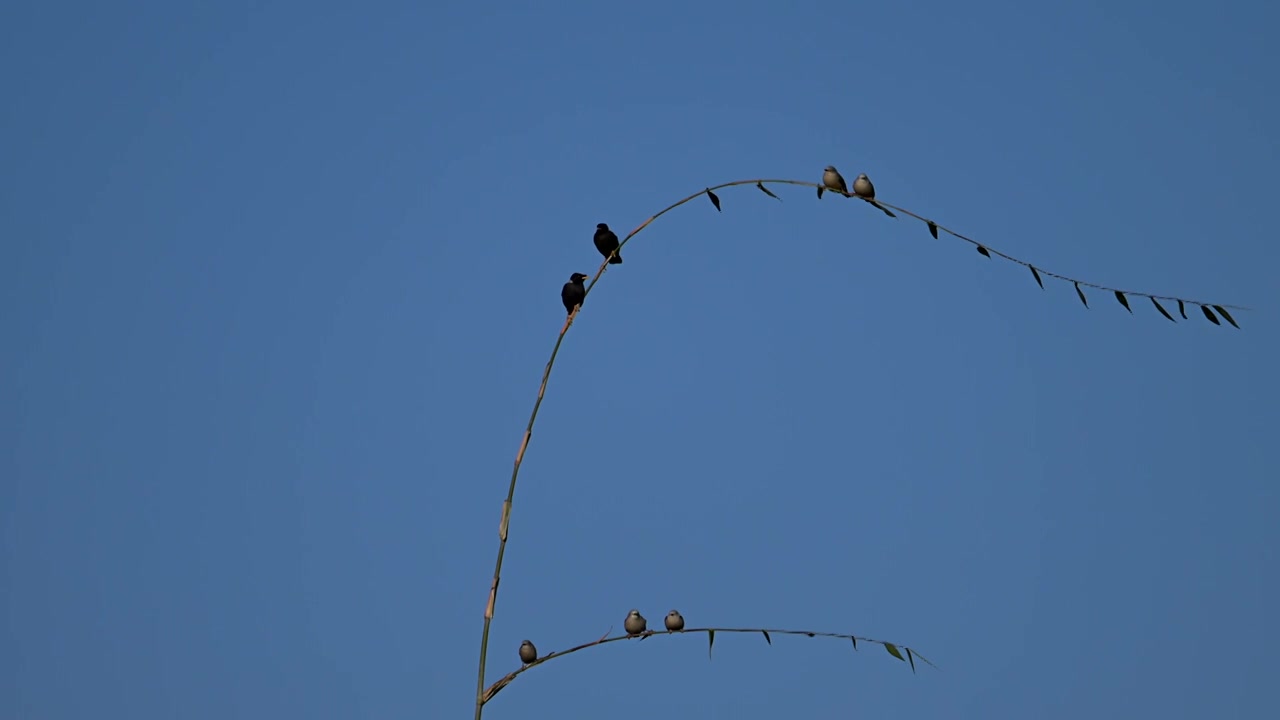 野生八哥和椋鸟在竹枝上随风飘动视频下载