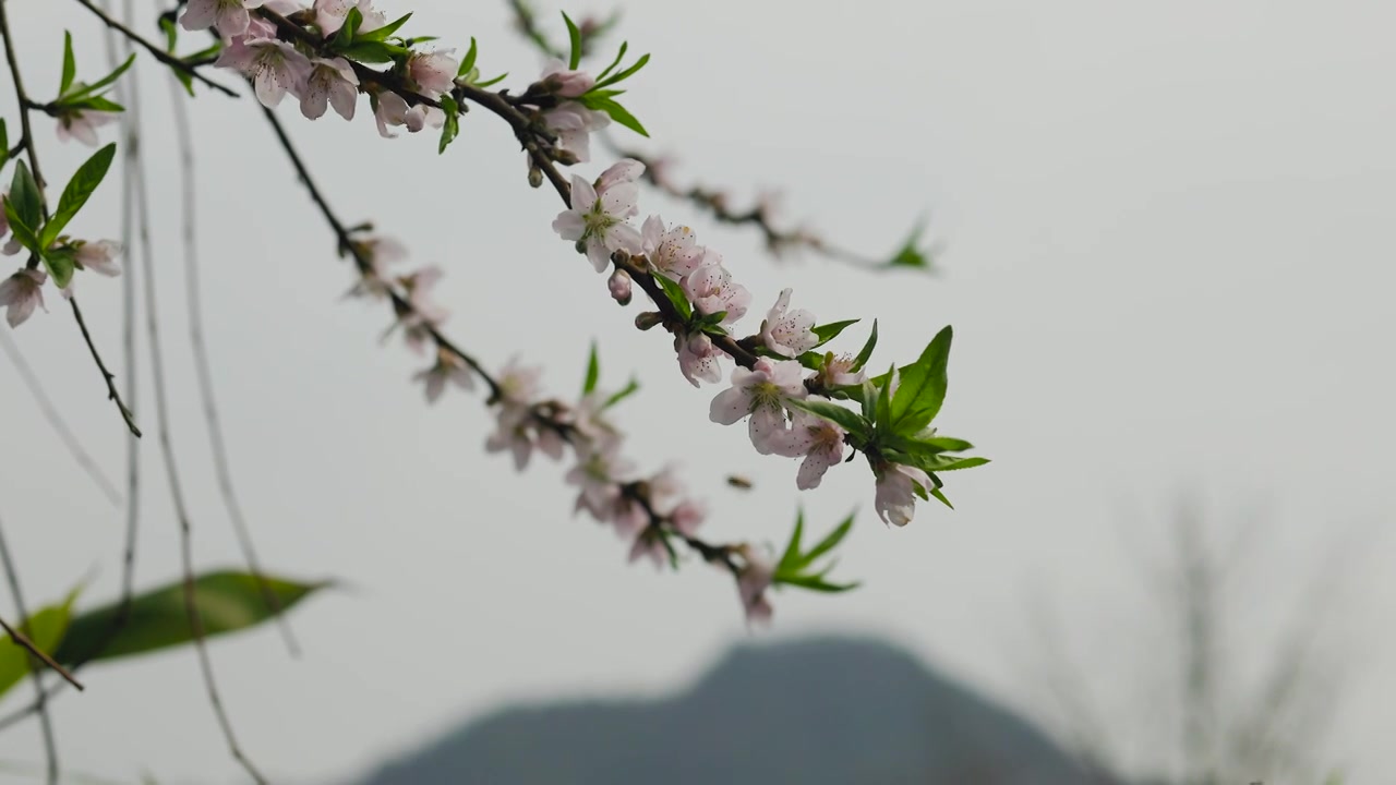 春日晴朗的天气下发芽盛开的樱花花枝视频下载