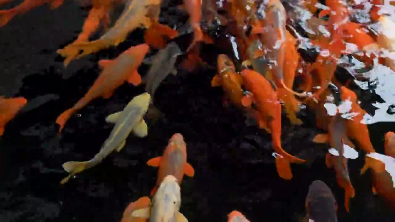 清澈干净的水池中游动的锦鲤视频素材