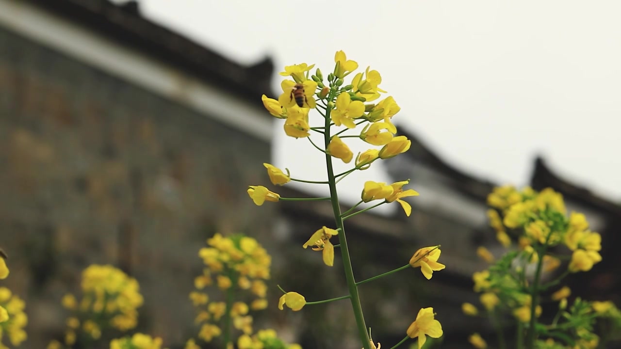 古典民居墙下的油菜花田，蜜蜂飞舞的姿态 慢镜视频下载