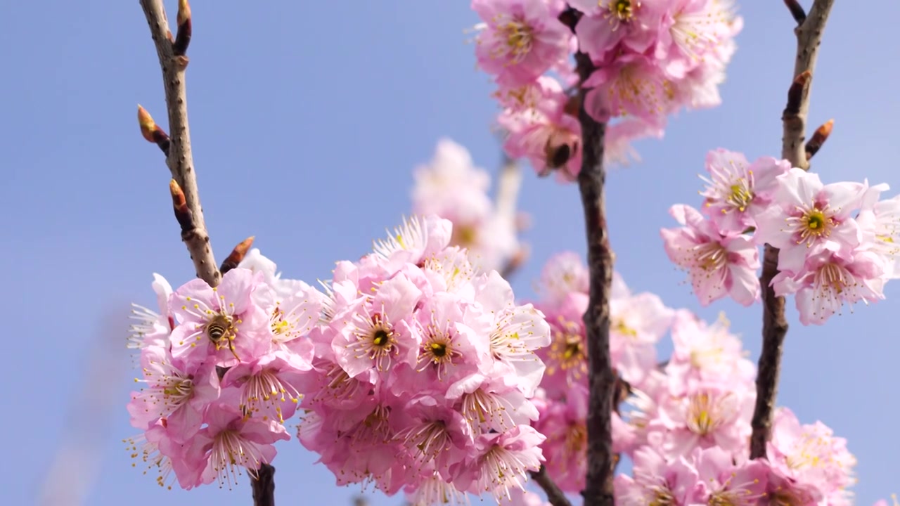 春暖花开繁花似锦，春天盛开的樱花和飞舞采蜜的蜜蜂视频素材