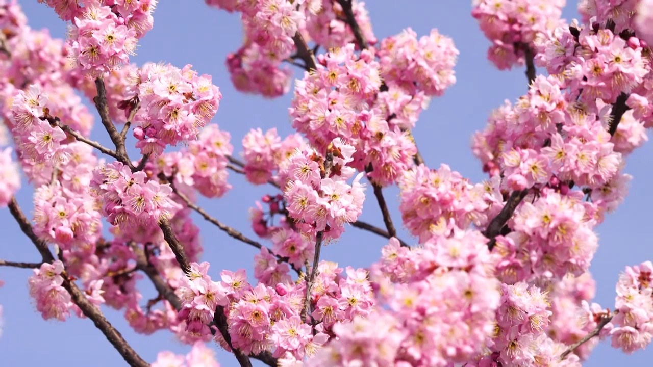 春暖花开繁花似锦，春天盛开的樱花和飞舞授粉采蜜的蜜蜂视频素材