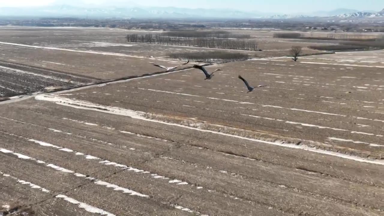 河北怀来官厅水库国家湿地公园灰鹤飞翔慢镜头视频下载