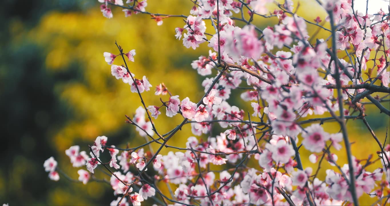 春天粉色的花视频素材