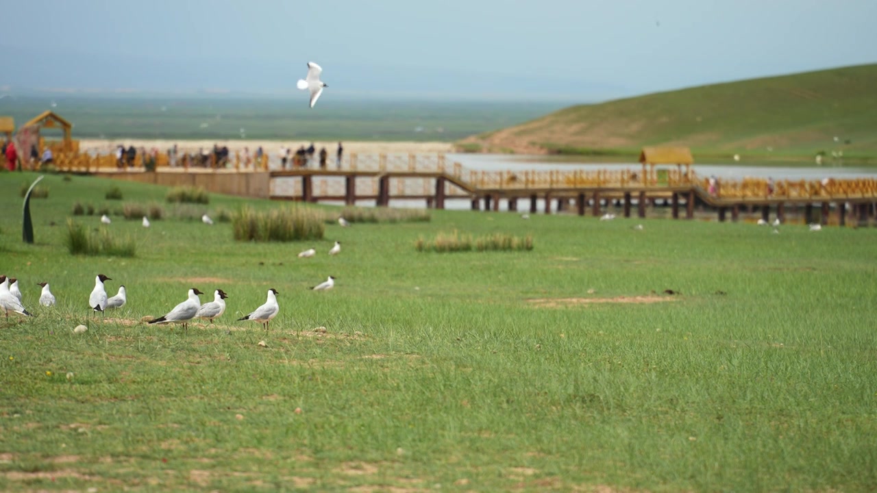 新疆旅游巴音布鲁克草原天鹅湖飞翔的海鸥视频下载