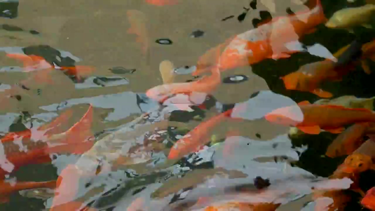 水中游动的锦鲤视频下载