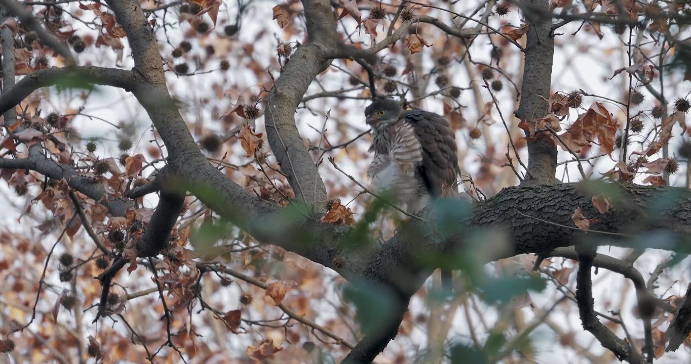 清晨雄凤头鹰在枫香树上梳理羽毛视频下载