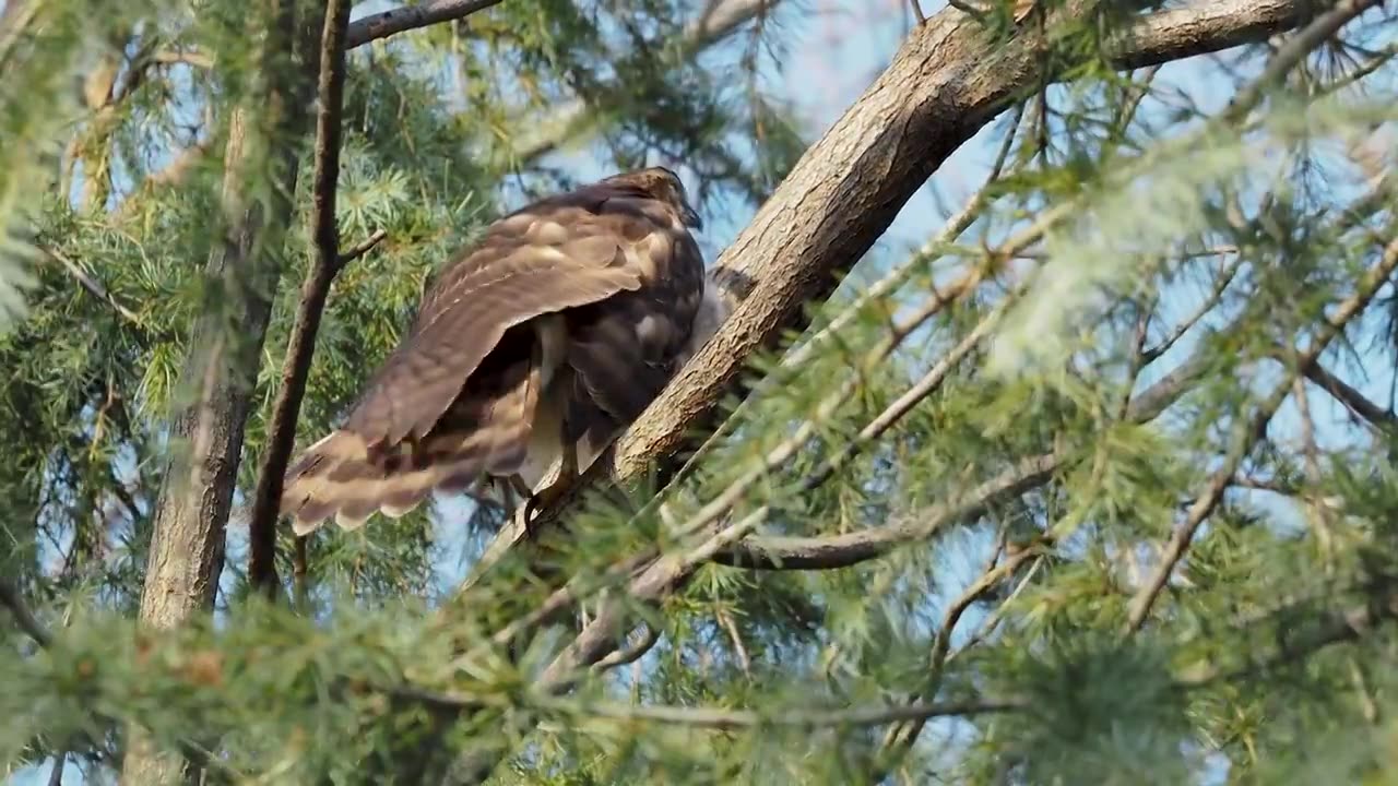 雌亚成凤头鹰在雪松上梳理羽毛视频下载