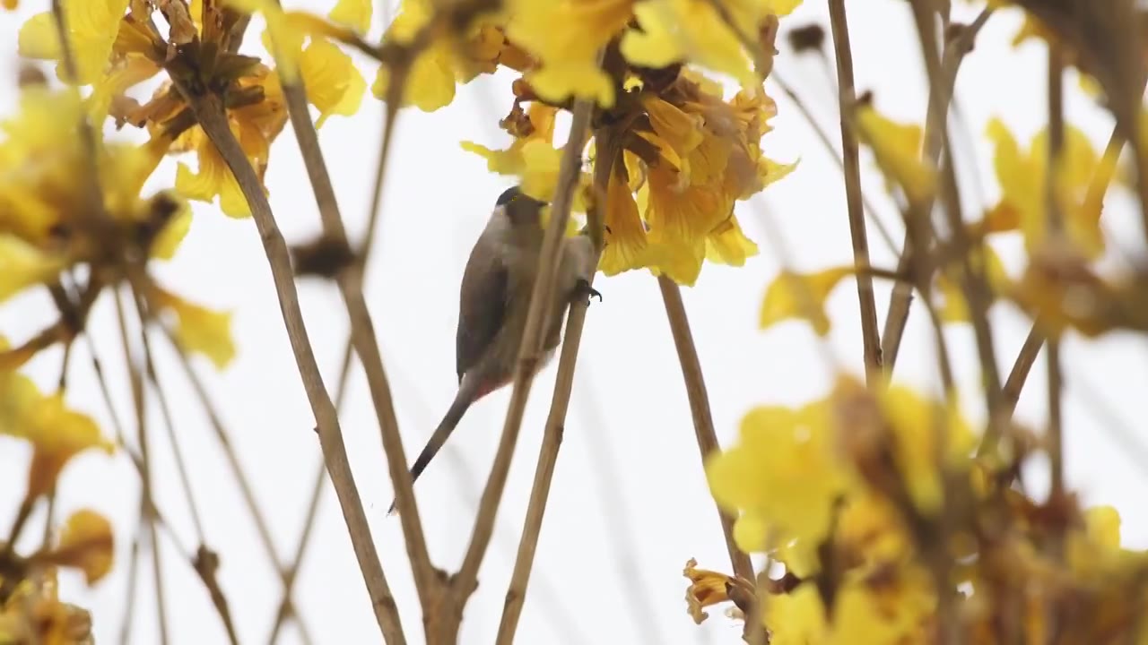春天花与鸟视频下载