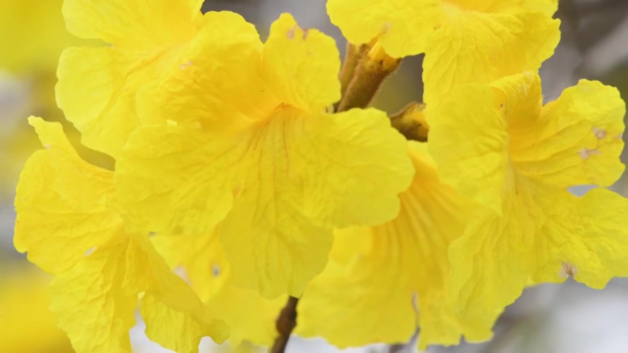 春天的黄花风铃木视频素材