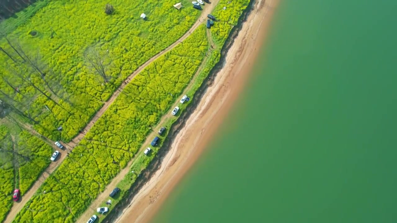 湖南长沙鹅洲岛春季油菜花风光视频素材