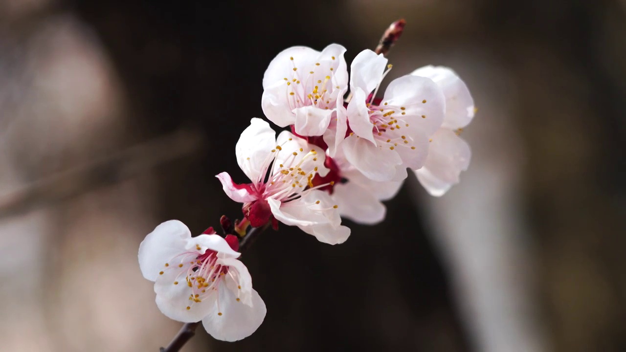 春天白色杏花花簇在风中摇摆视频素材