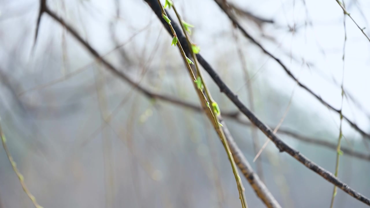 春天垂杨柳枝头柳树生长绿色发芽枝头特写视频素材
