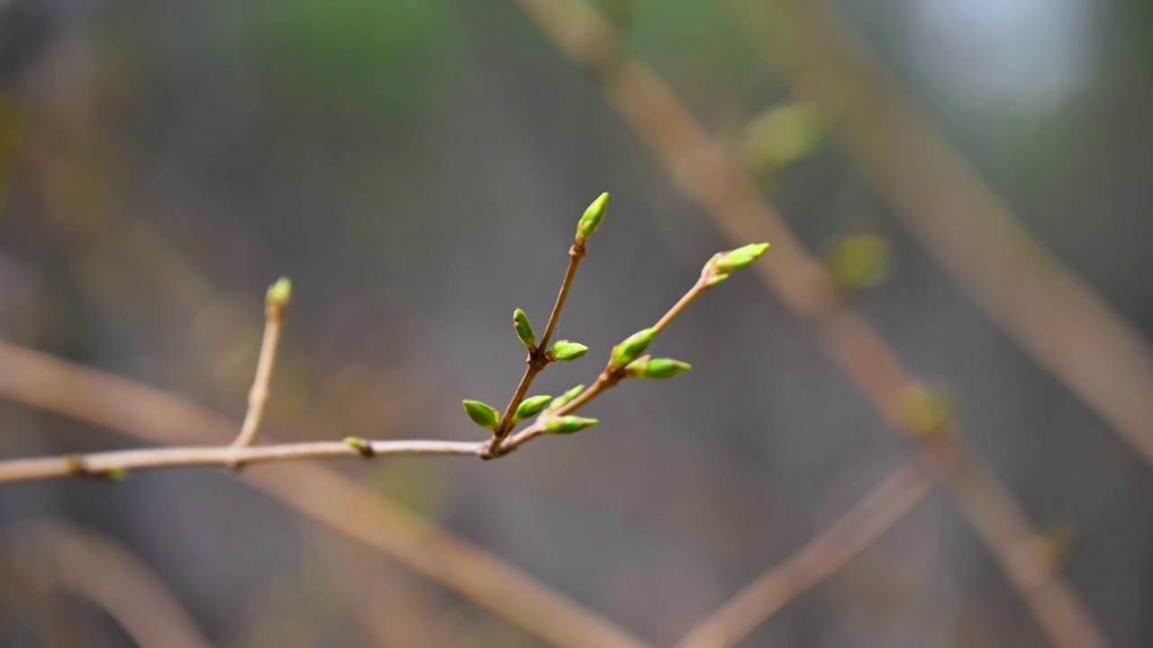 春天植物生长绿色发芽芽孢枝头特写视频素材