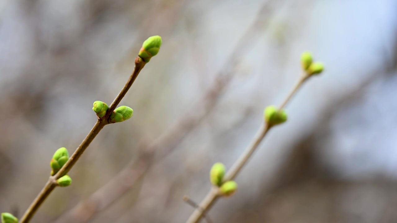 春天植物生长绿色发芽芽孢枝头特写视频素材
