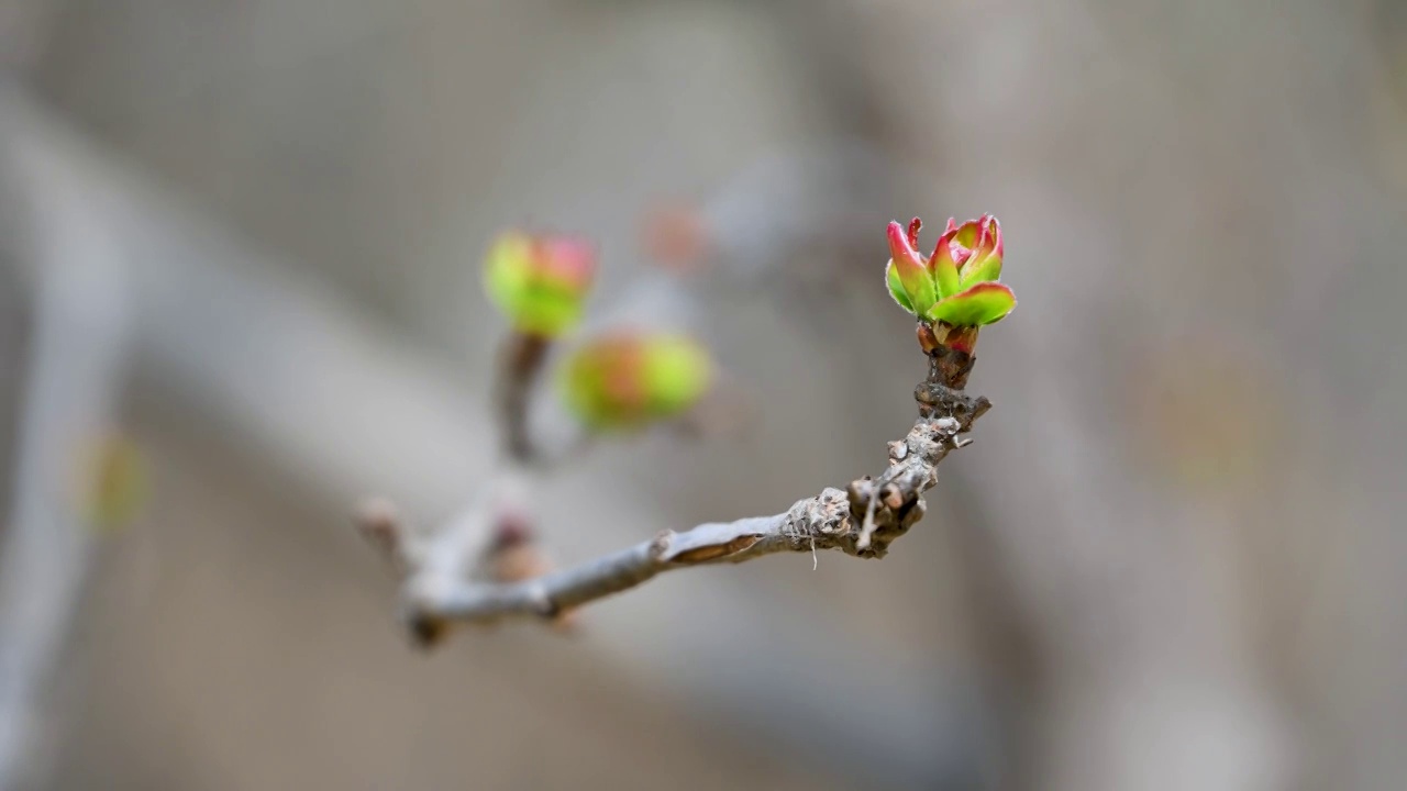 春天海棠花生长绿色芽孢枝头发芽特写视频素材