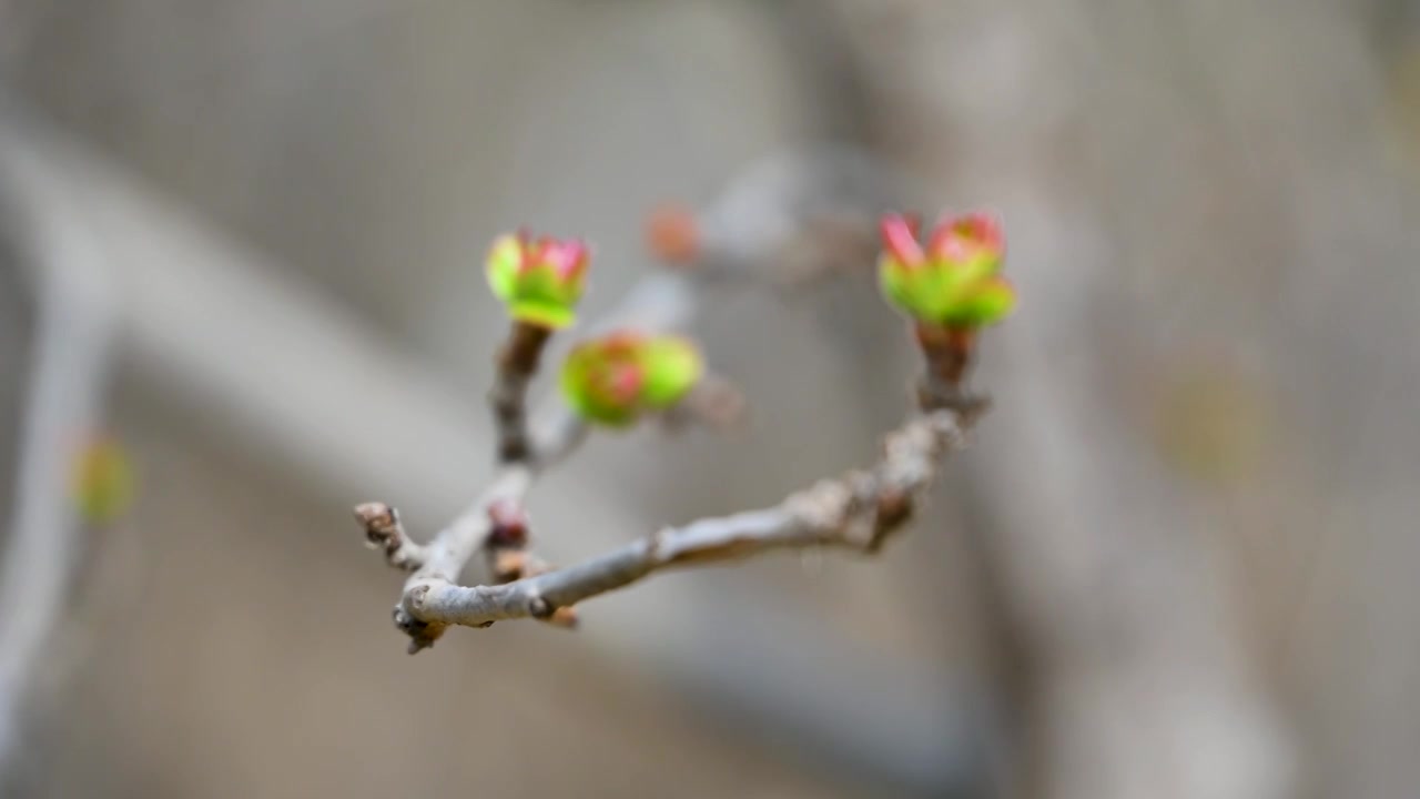 春天海棠花生长绿色芽孢枝头发芽特写视频素材