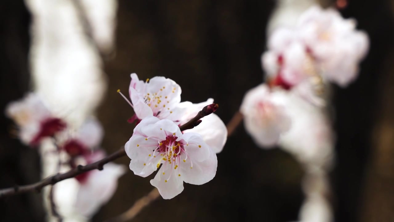 春天盛开的白色杏花视频素材