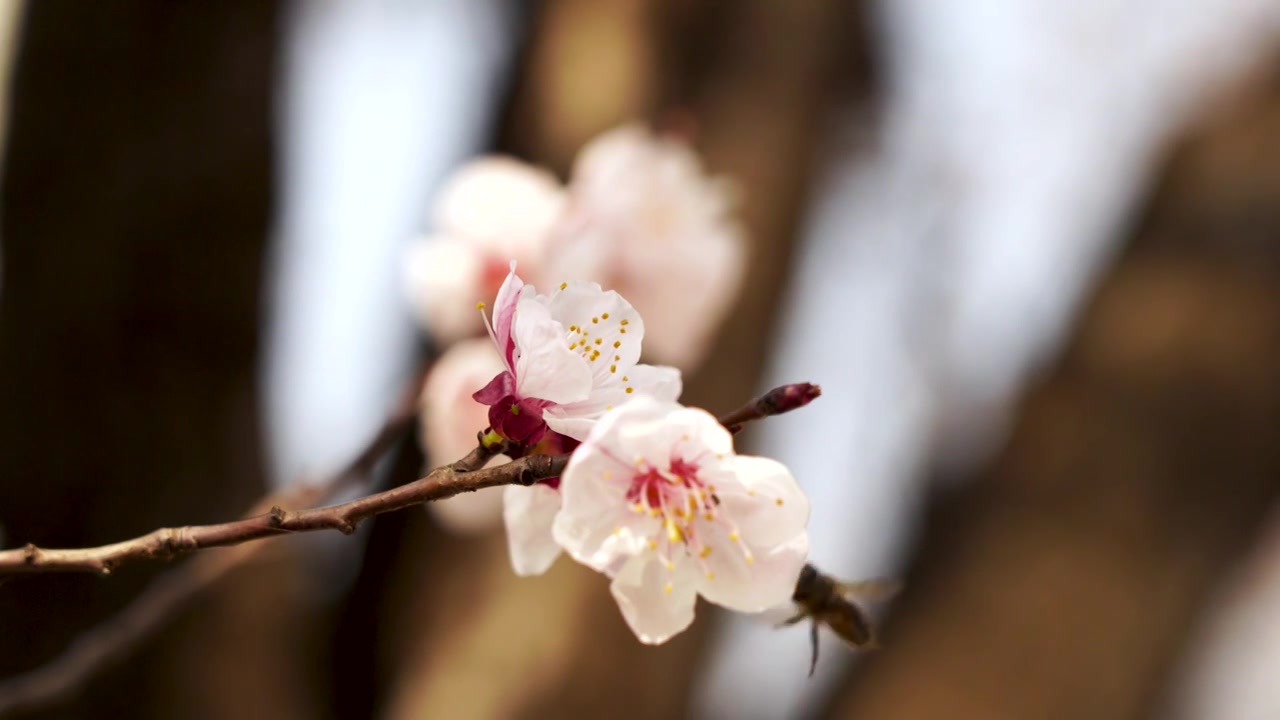 春天盛开的杏花特写视频素材