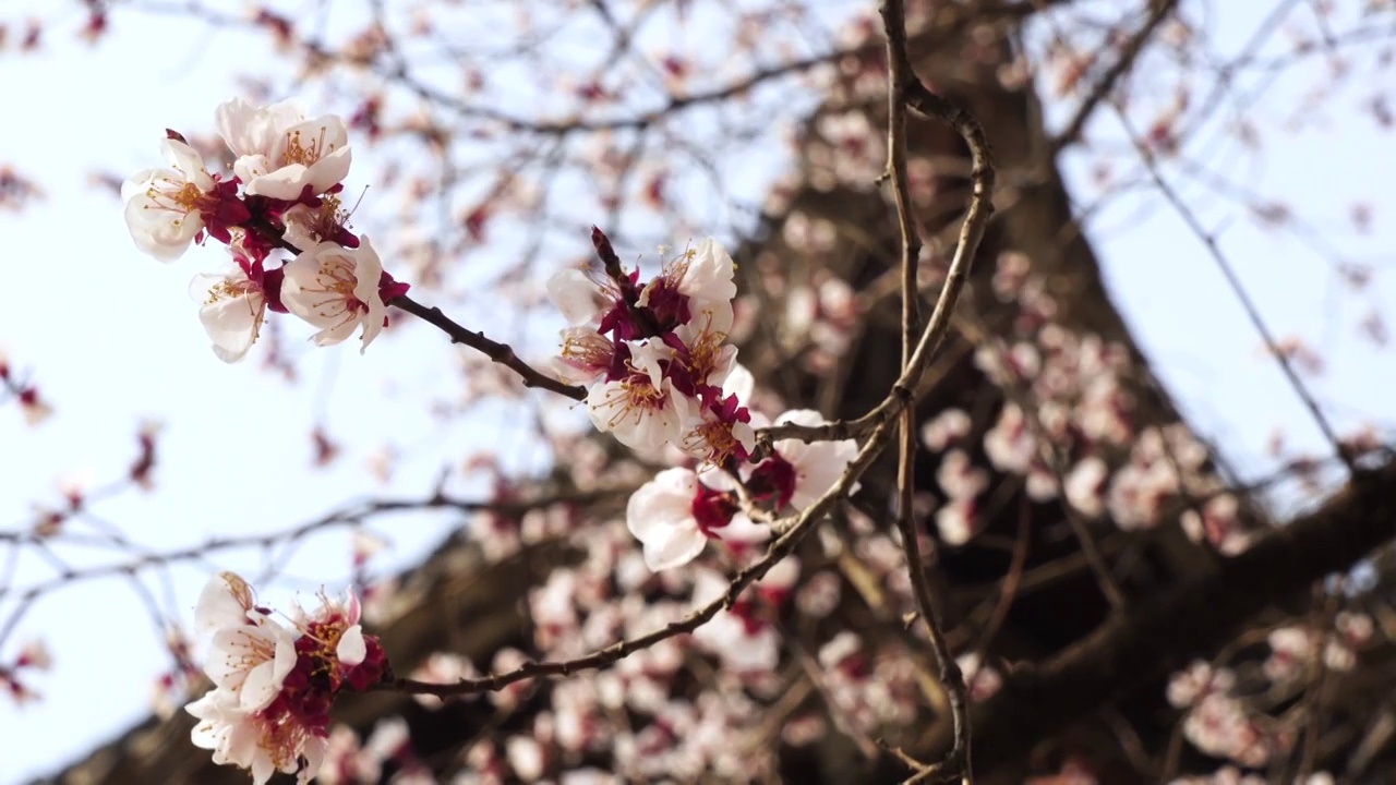 春天江南园林古风屋檐下的杏花树和飘落的杏花花瓣视频素材