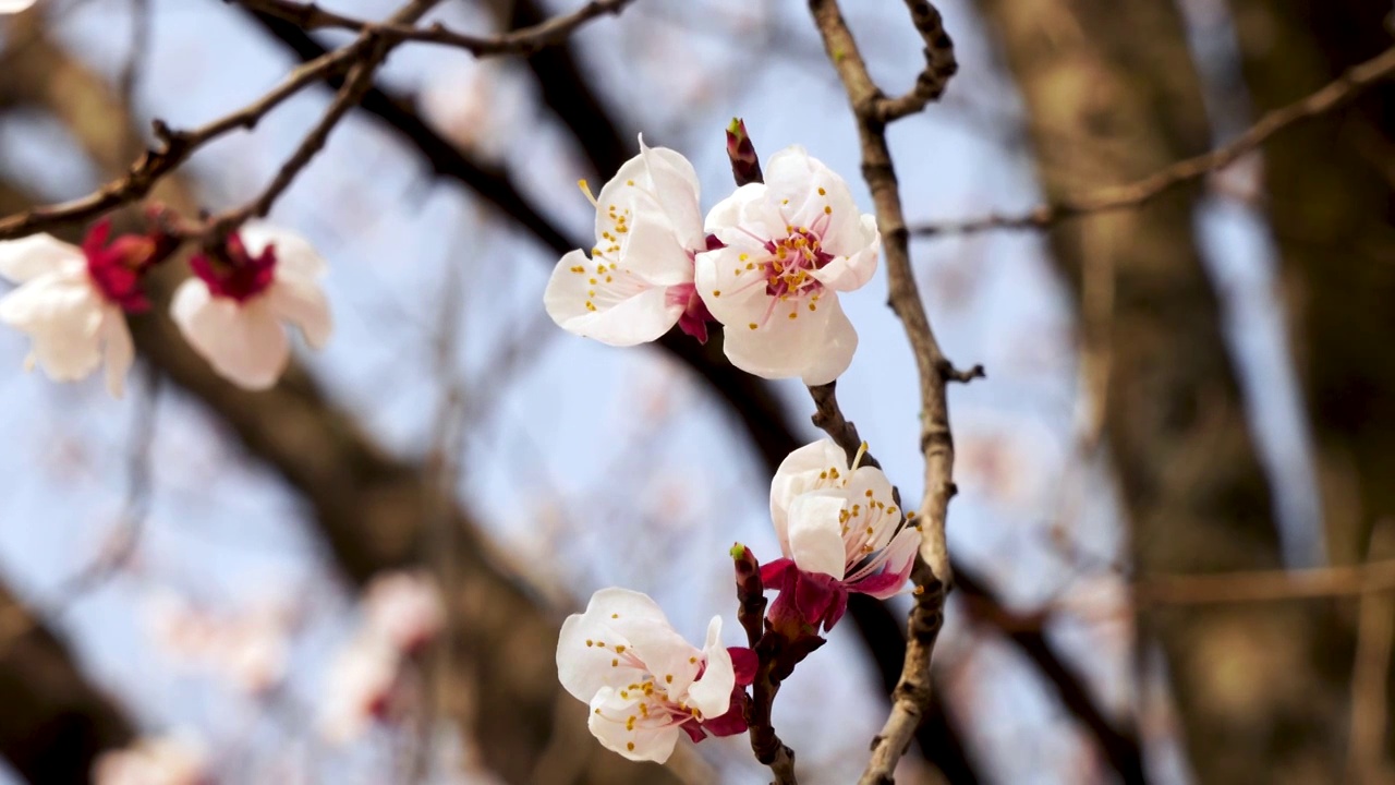 春天盛开的杏花花朵特写视频素材