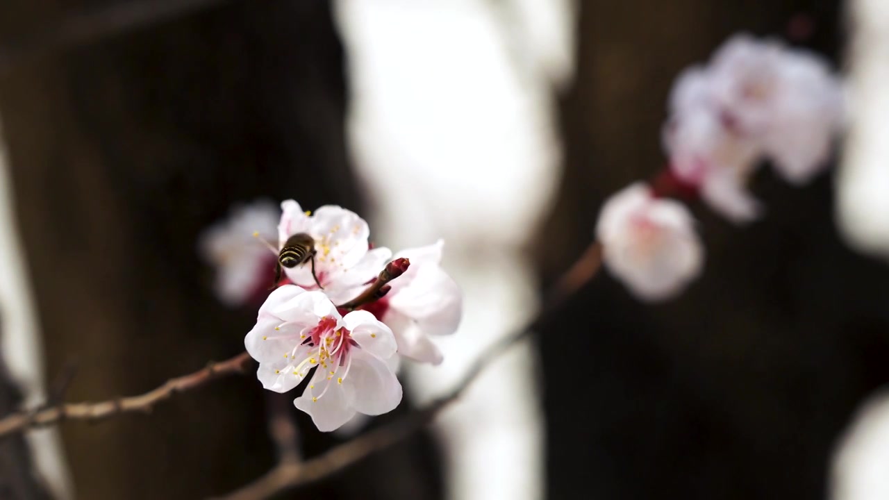 春天盛开的杏花花朵和在花朵授粉采蜜的蜜蜂视频素材