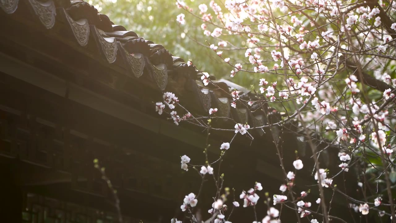 春天江南园林古风屋檐下逆光的杏花树视频下载