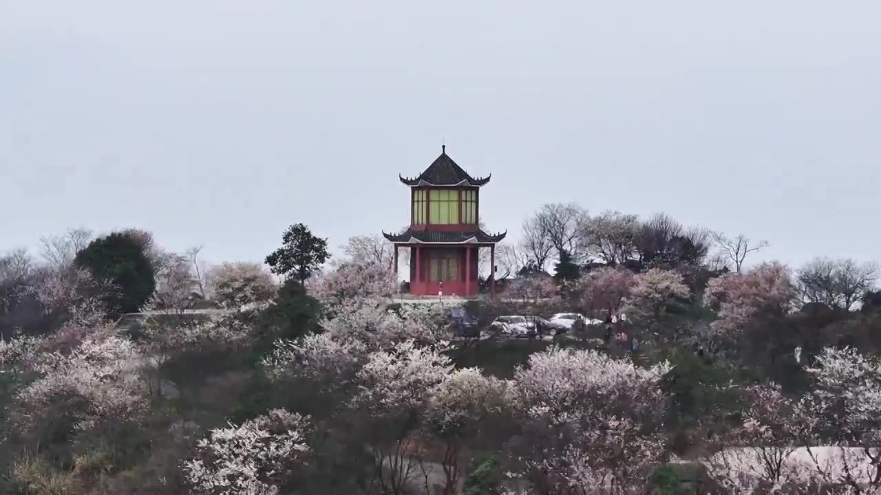 渝北云龟山的樱花视频下载