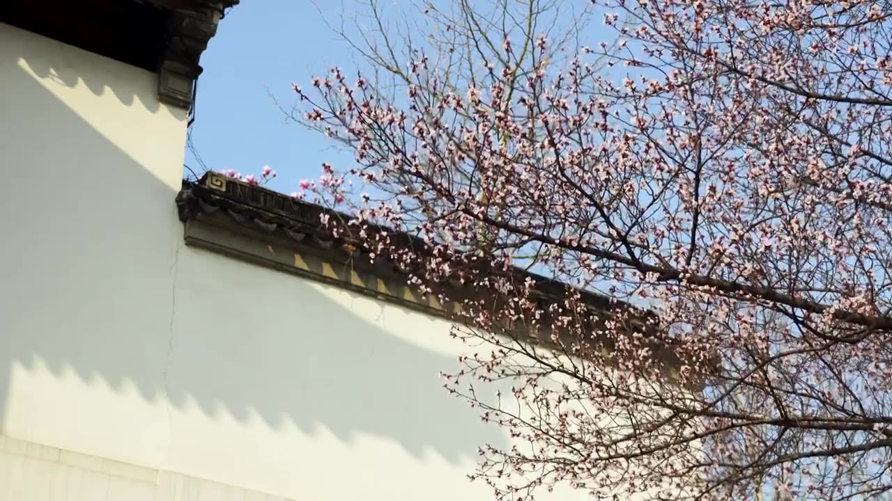 春天江南园林古风屋檐下的杏花树视频素材