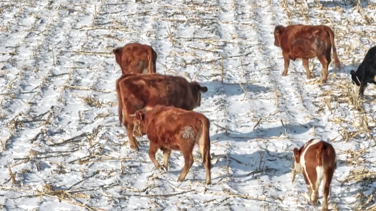 【合集】东北乡村雪后放牛 吃草 特写视频下载