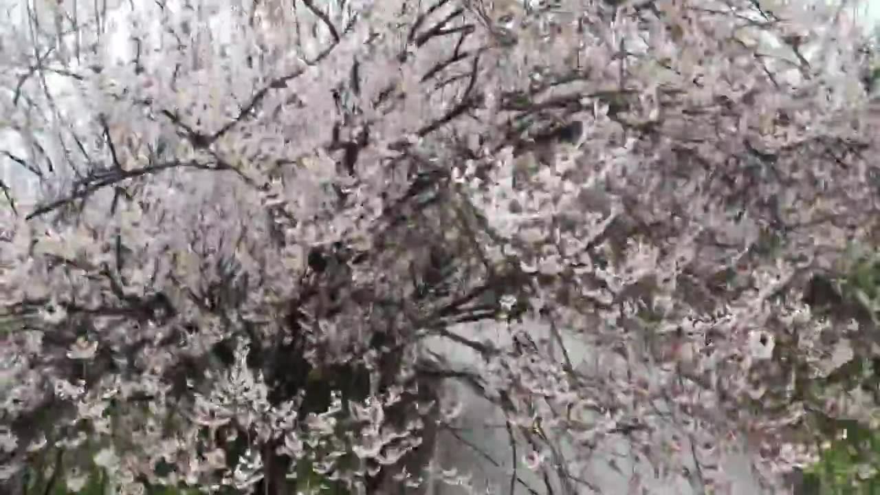 重庆渝北云龟山的樱花视频下载