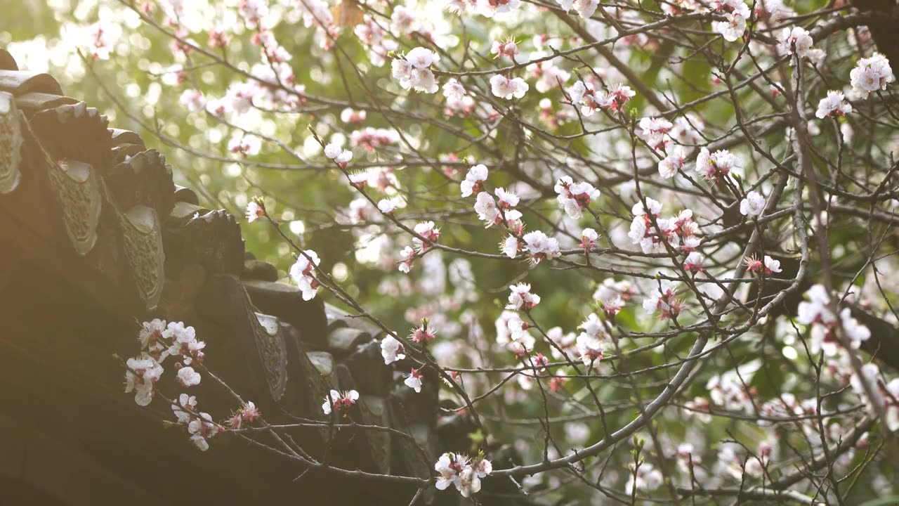 春天江南园林古风屋檐下逆光杏花树的治愈系风景视频素材