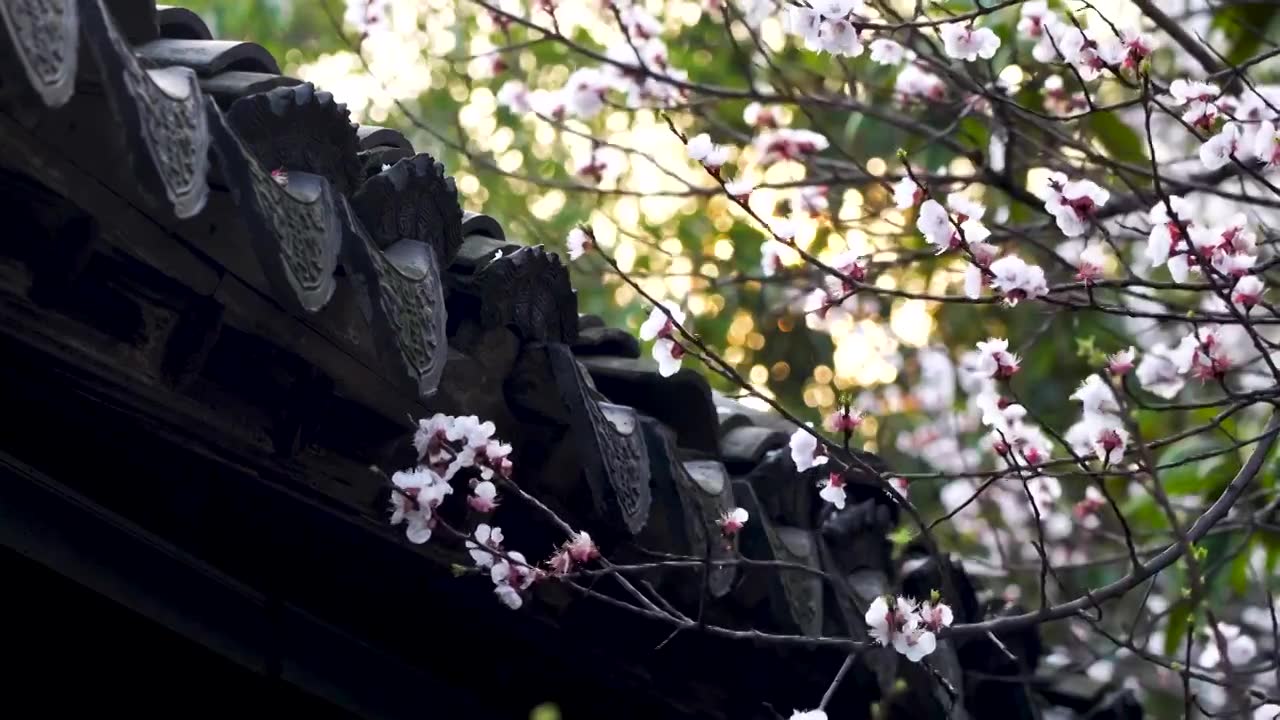春天江南园林古风屋檐下逆光杏花的治愈系风景视频素材