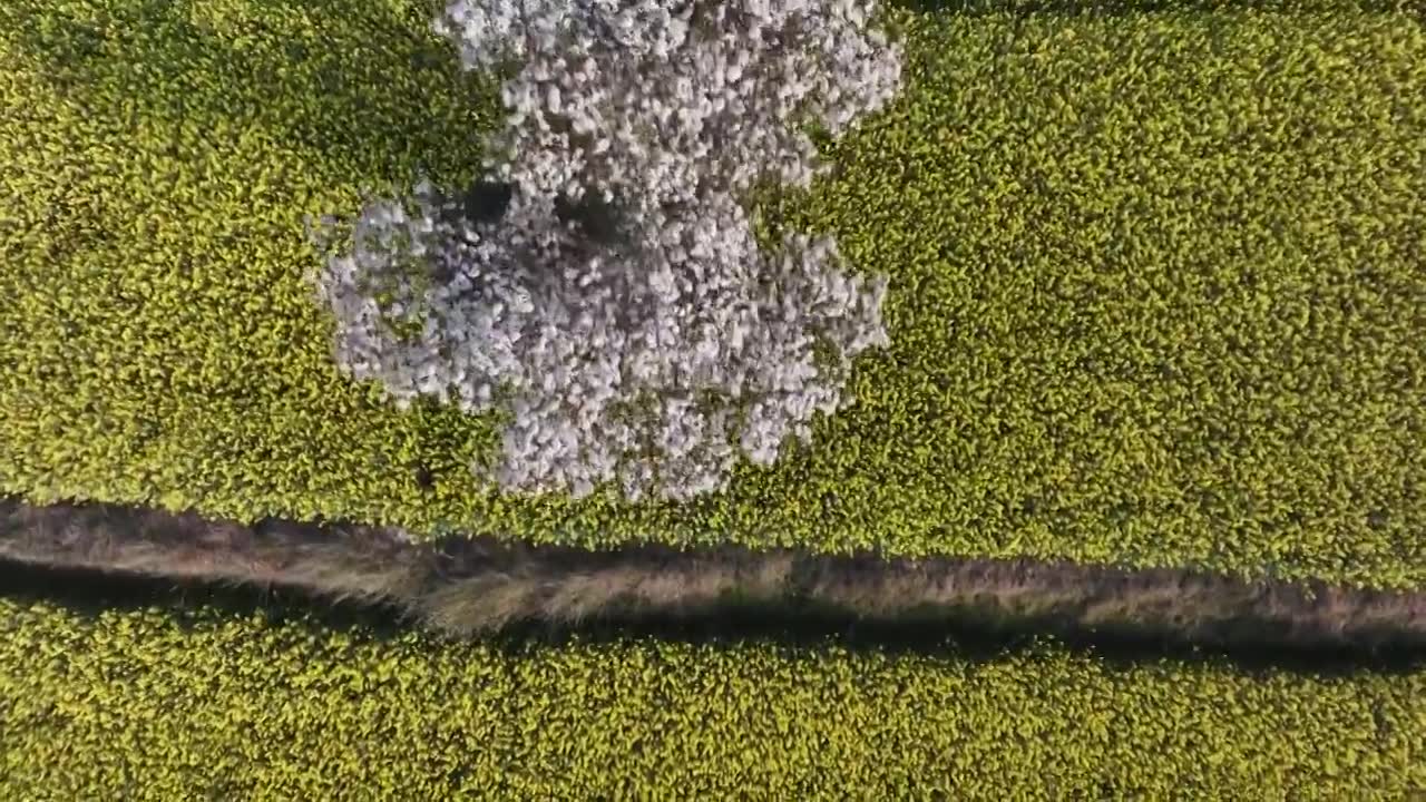 一株开着白花的棠梨树矗立在金色油菜花田里视频下载