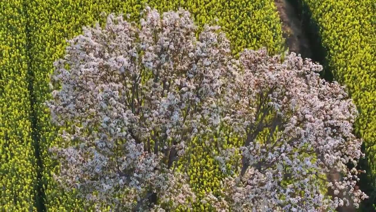 白色梨花绽放在油菜花田里视频下载