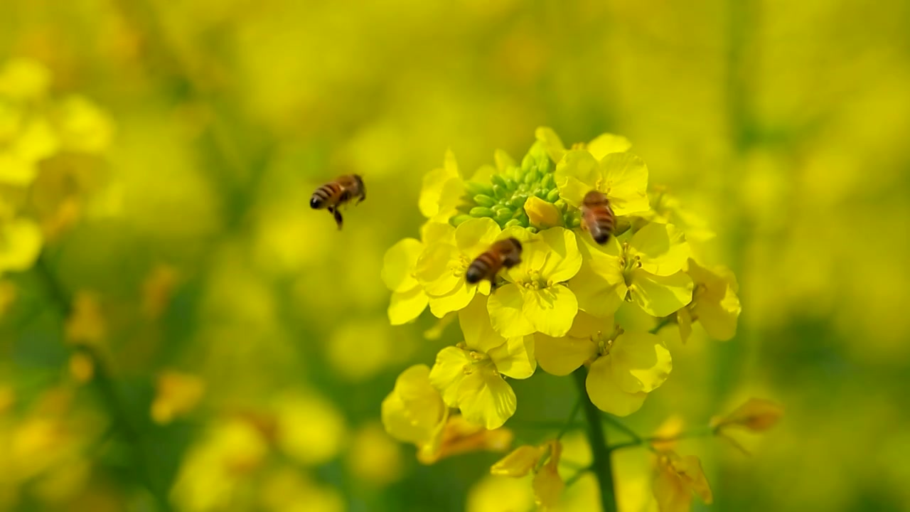 春天盛开的油菜花与蜜蜂（合集）视频素材