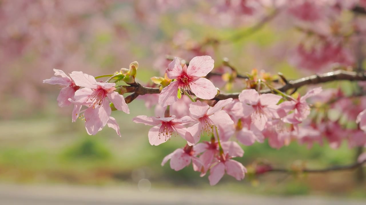 春天盛开的樱花（合集）视频下载