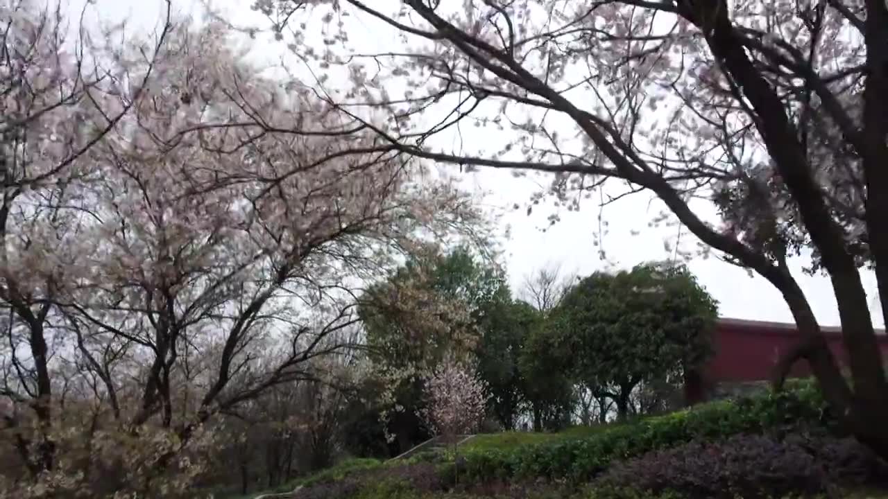 重庆渝北云龟山的樱花视频下载
