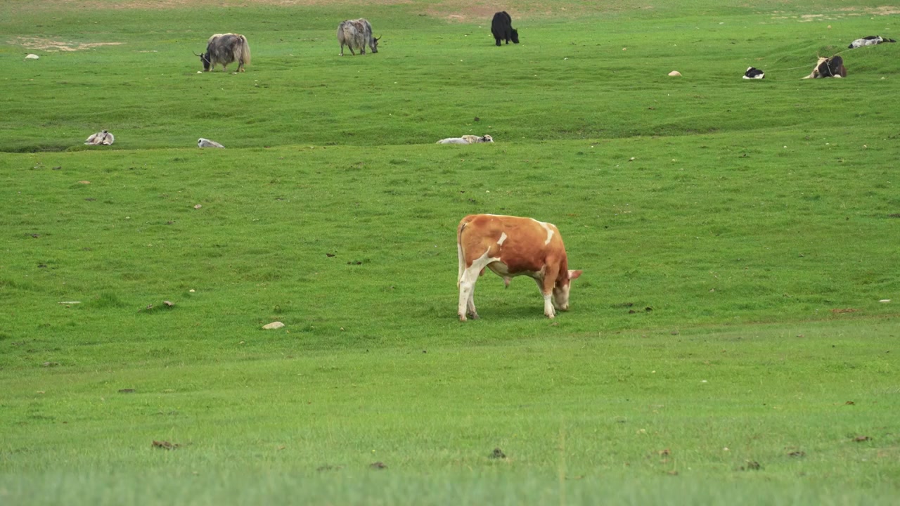 新疆旅游巴音布鲁克草原上放牧的牛群视频下载