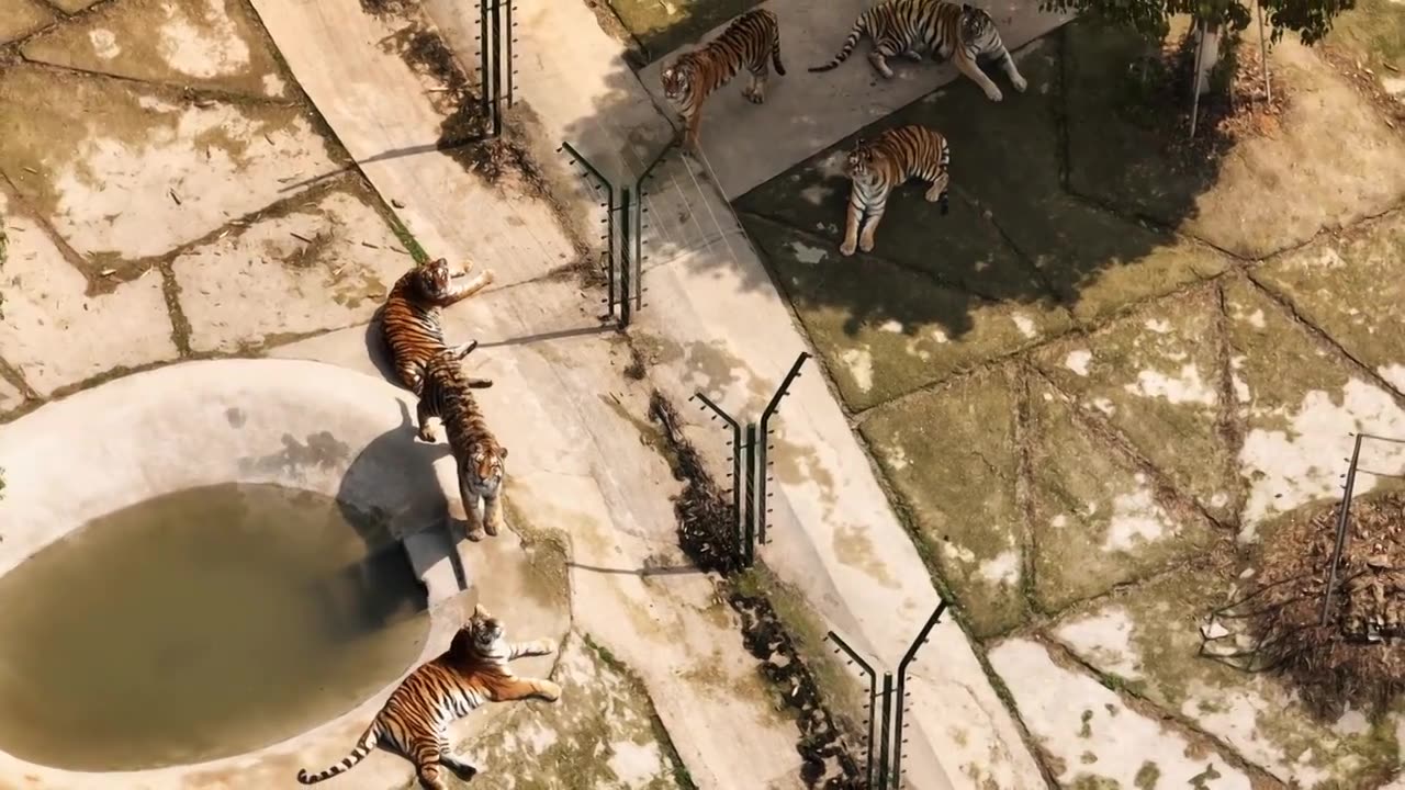 动物园老虎东北虎野生动物视频下载