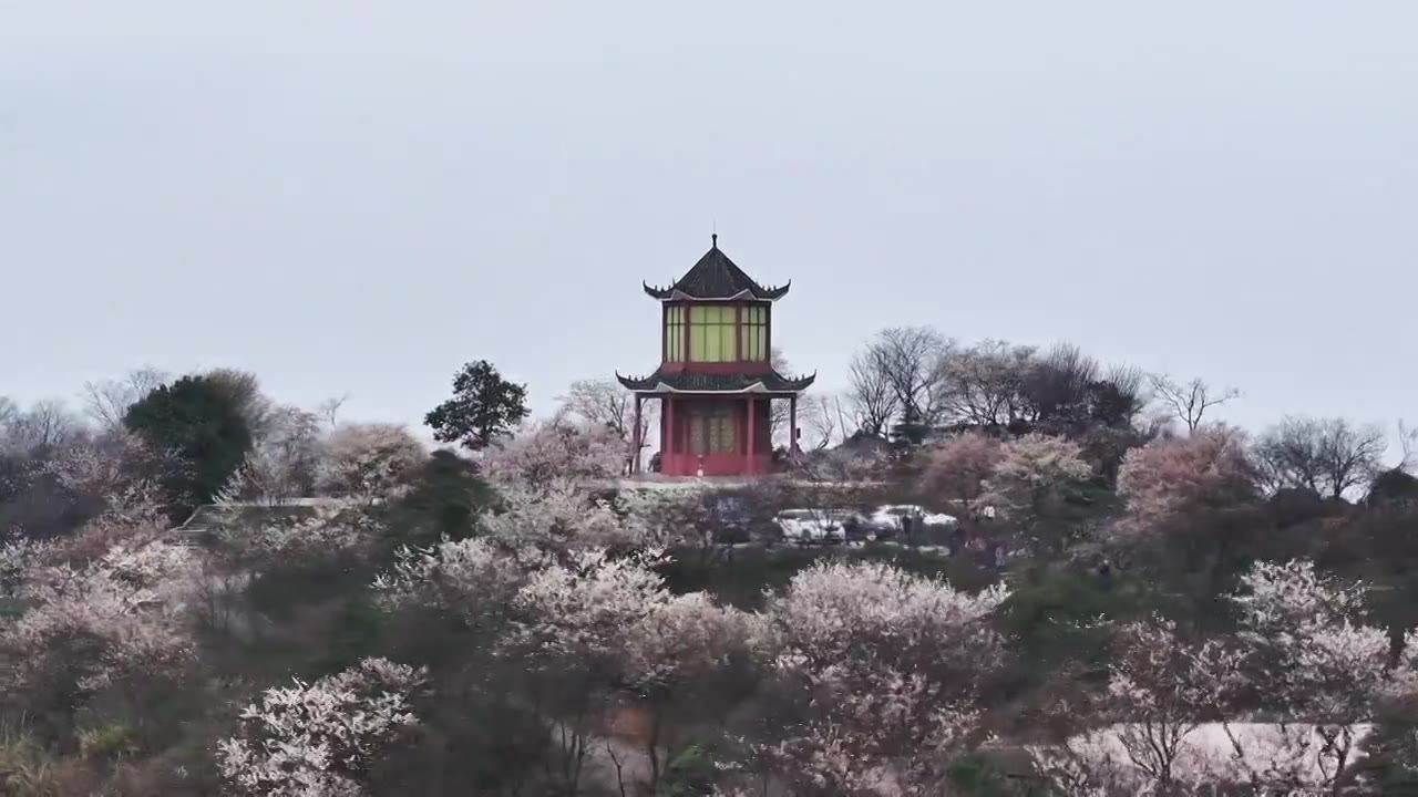 渝北云龟山的樱花与古建筑楼阁视频下载