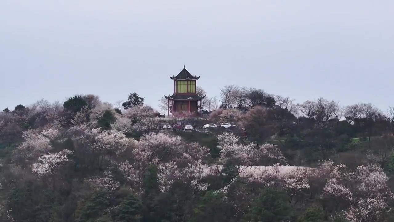 渝北云龟山的樱花与古建筑楼阁视频下载