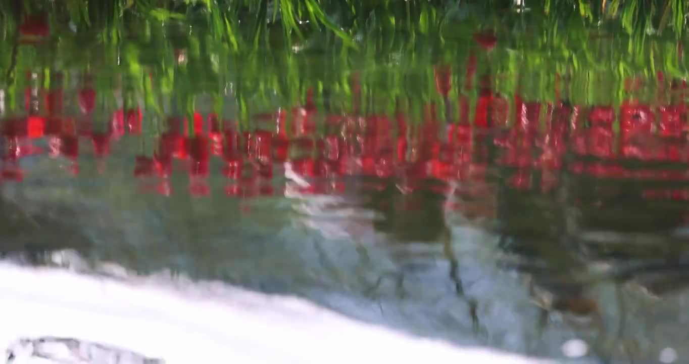 【8镜合集】杭州太子湾公园郁金香盛开唯美空境视频下载